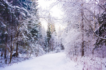 Miracle winter forest covered by snow.