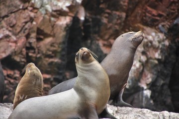 Sea lions on rocks in pacific coast in Peru