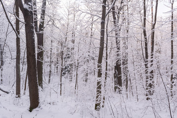 Miracle winter forest covered by snow.