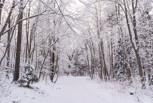Miracle winter forest covered by snow.