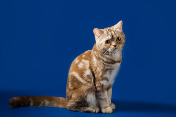 Scottish Straight breed Kitty chocolate color with tabby, sitting on blue background 