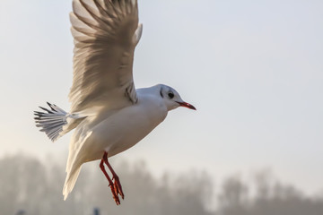 gull closeup