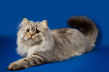 Scottish straight silver tabby spotted long hair kitten lying on blue background 