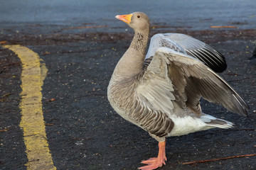greylag stretching