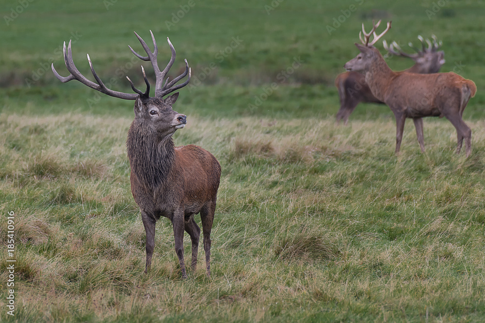 Aufkleber a red deer stag standing on the grass looking for mates with another two in the background