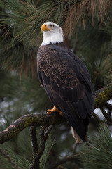 Bald Eagle at Higgen's Point