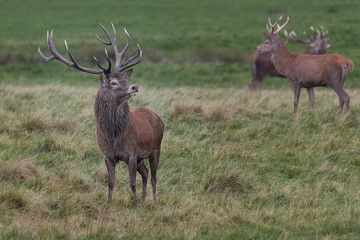 A red deer stag standing on the grass looking for mates with another two in the background