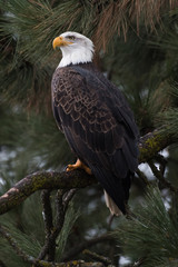 Bald Eagle at Higgen's Point