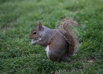 Naklejka na ściany i meble squirrel sitting on the grass, green background, London park