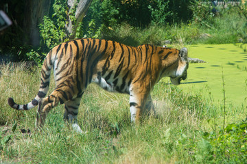 Fototapeta na wymiar großer bengalischer Tiger