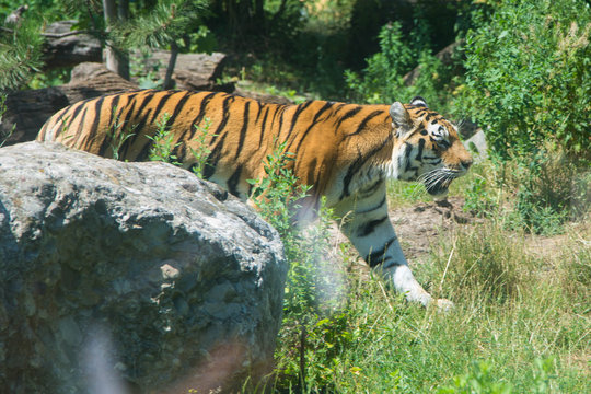 gro&szlig;er bengalischer Tiger
