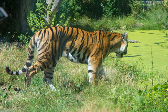 gro&szlig;er bengalischer Tiger
