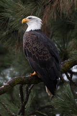 Fototapeta premium Bald Eagle at Higgen's Point