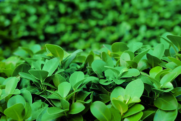 Green tropical plant outdoors