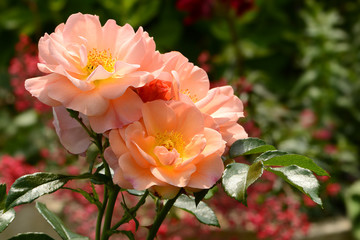 Obraz premium Ogród 194