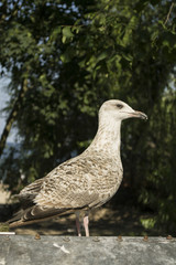 Möwe