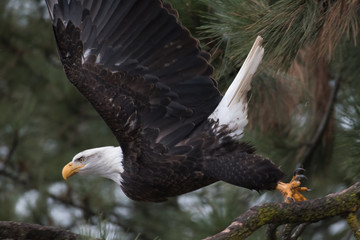 Bald Eagle at Higgen's Point