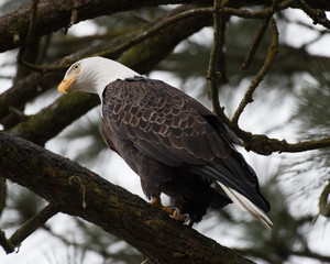 Bald Eagle at Higgen's Point
