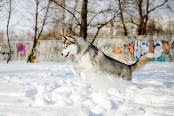 running Siberian husky wolf dog in winter forest outdoor on the snow