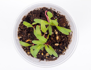 swiss chard sprout over white background