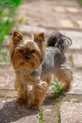 Adult Yorkshire Terrier's in the driveway, illuminated by the sun and looks out of the frame.