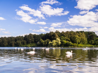 Swans on Lake with Green Trees in Background and Blue Sky with White Fluffy Clouds