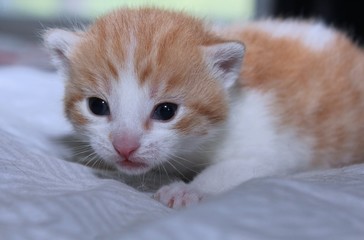CUTE ORANGE TABBY KITTEN