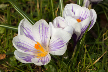 crocus flowers in a park