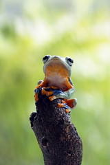 Tree frog, flying frog, Javan tree frog