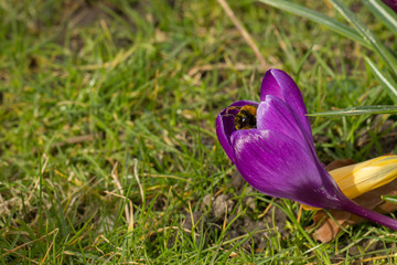 crocus flowers in a park