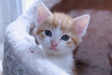 CUTE ORANGE TABBY KITTEN