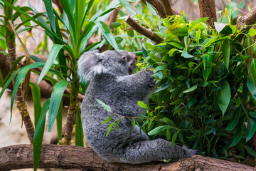 Koala Bear. koala on eucalyptus tree