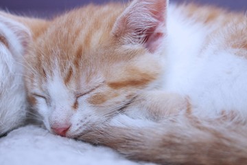 Fototapeta premium SLEEPING ORANGE AND WHITE KITTEN