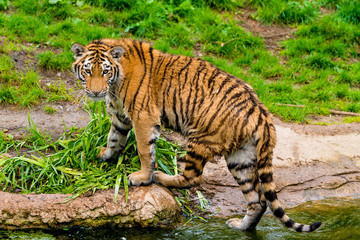 tiger walking in river water. Tiger wildlife scene