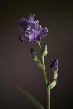 Purple iris flower