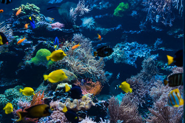 Obraz na płótnie Canvas tropical Fish. Underwater world landscape