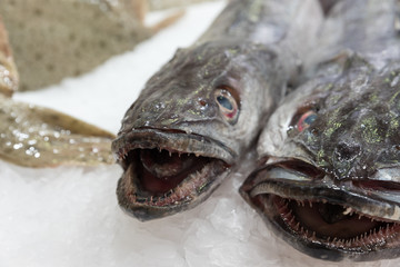 Of the market sea fish