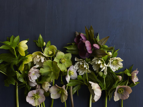Various hellebore flowers