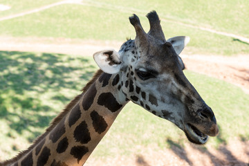 Beautiful African giraffe