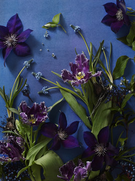 Tulips & Muscari & Clematis Still Life on Blue Background