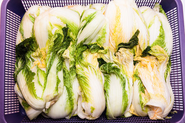 Salted cabbage in a basket for making kimchi 