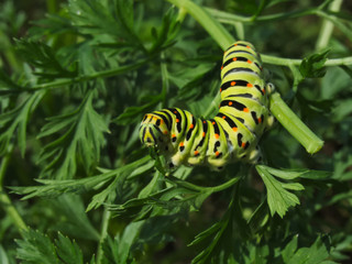 Fototapeta premium Swallowtail caterpillar eating carrot leaves
