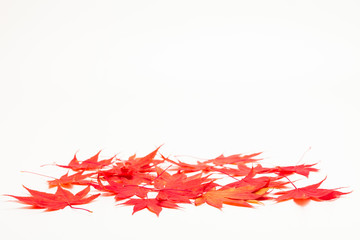 Background of maple leaves on a white 