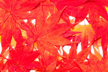 Background of maple leaves on a white 