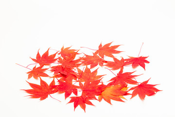 Background of maple leaves on a white 