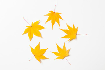 Concept of maple leaves on a white background
