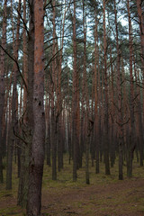 Obraz premium pine trees growing in a forest