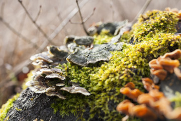 Some fragile moss on a big trunk with narrow depth of field, Pcsaba, Hungary
