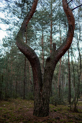 strange shaped pine tree