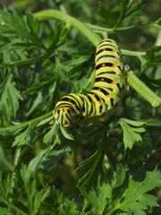 Swallowtail caterpillar eating carrot leaves